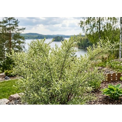 Sirovirpiangervo ‘Mount Fuji’ (Spiraea thunbergii 'Mount Fuji') Sirovirpiangervo ‘Mount Fuji’ (Spiraea thunbergii 'Mount Fuji')